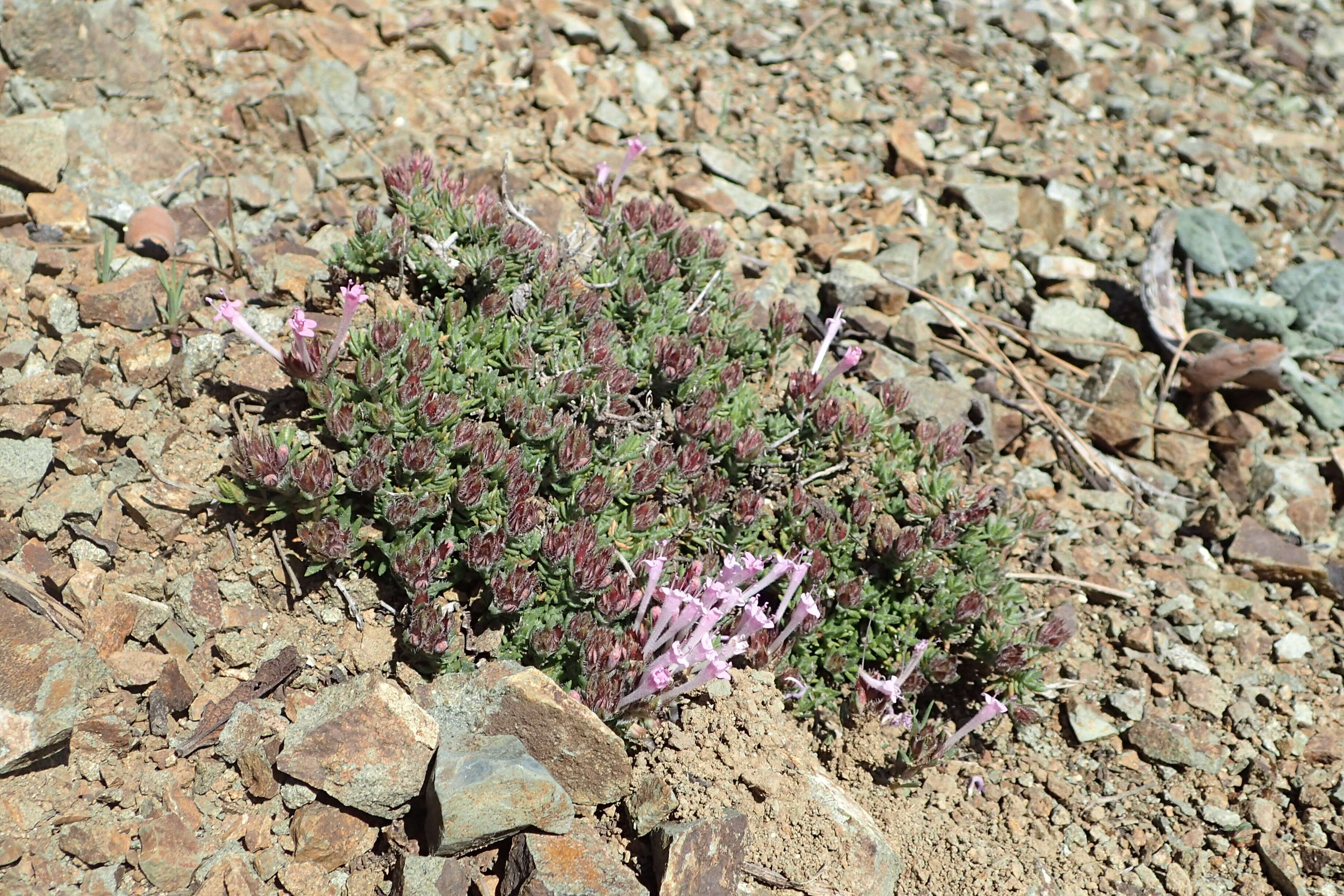 Слика од Thymus integer Griseb.