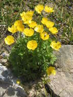 Image of Ranunculus montanus Willd.