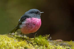 Image of Pink Robin