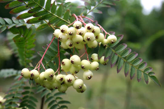 Imagem de Sorbus koehneana C. K. Schneid.