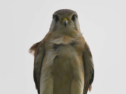 Image of Australian Kestrel