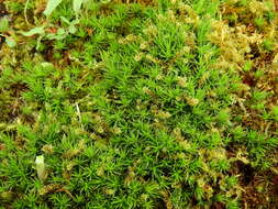 Image of juniper polytrichum moss