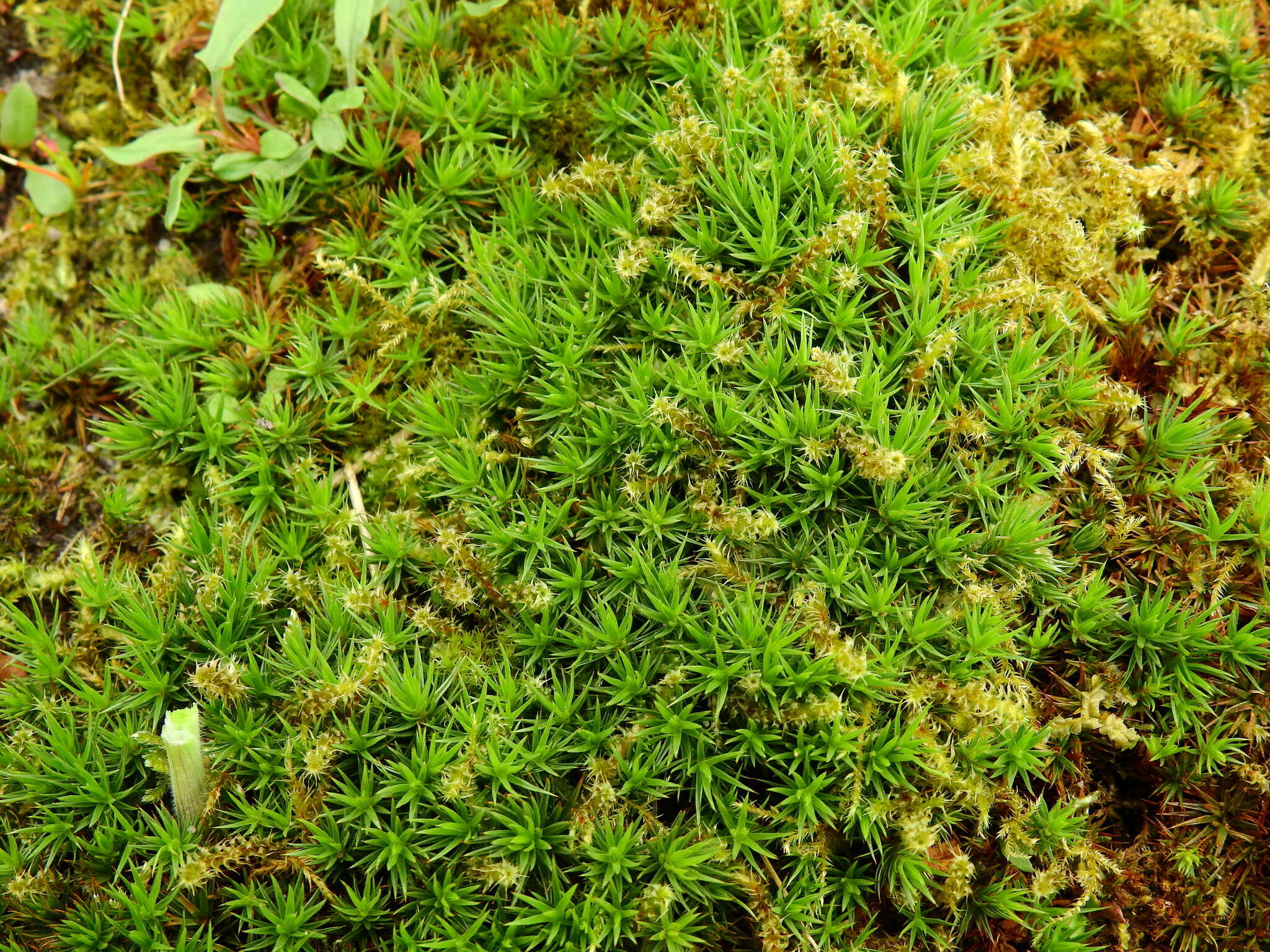 Image of juniper polytrichum moss