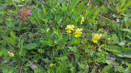 صورة Viola lutea subsp. calaminaria (DC. ex Gingins) J. D. Nauenburg