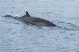 Image de Baleinoptère à museau pointu