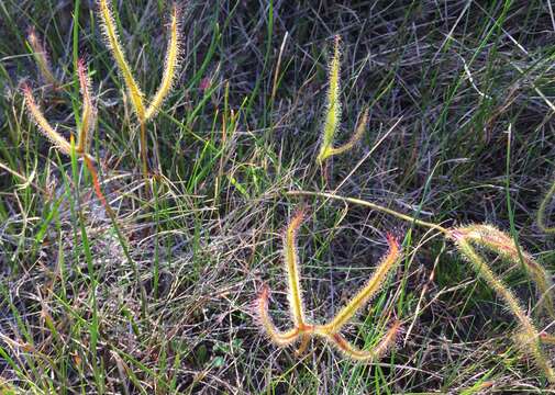 Image of Drosera binata Labill.