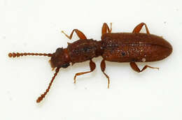 Image of Flat bark beetle