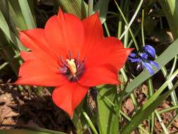 Image of Tulipa linifolia Regel