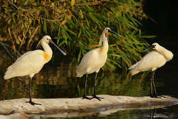 Image of spoonbill, eurasian spoonbill