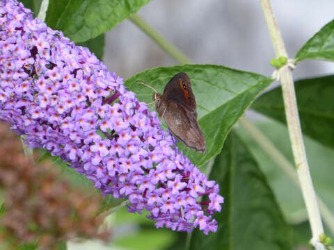 Image of woodland ringlet