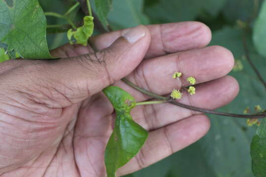 Image de Stephania japonica (Thunb.) Miers