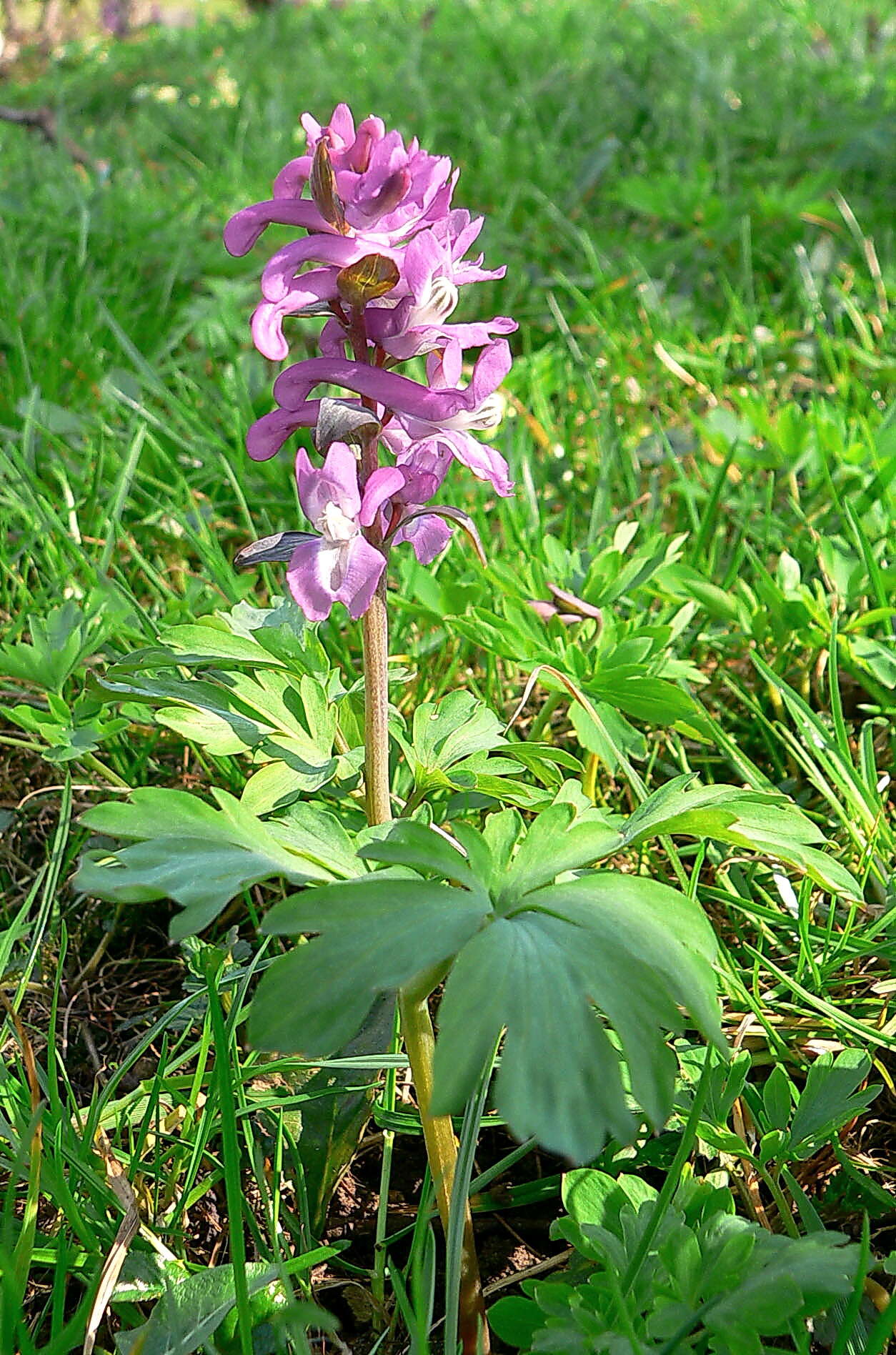 Слика од Corydalis cava (L.) Schweigger & Koerte