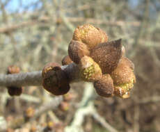 Слика од Fraxinus latifolia Benth.