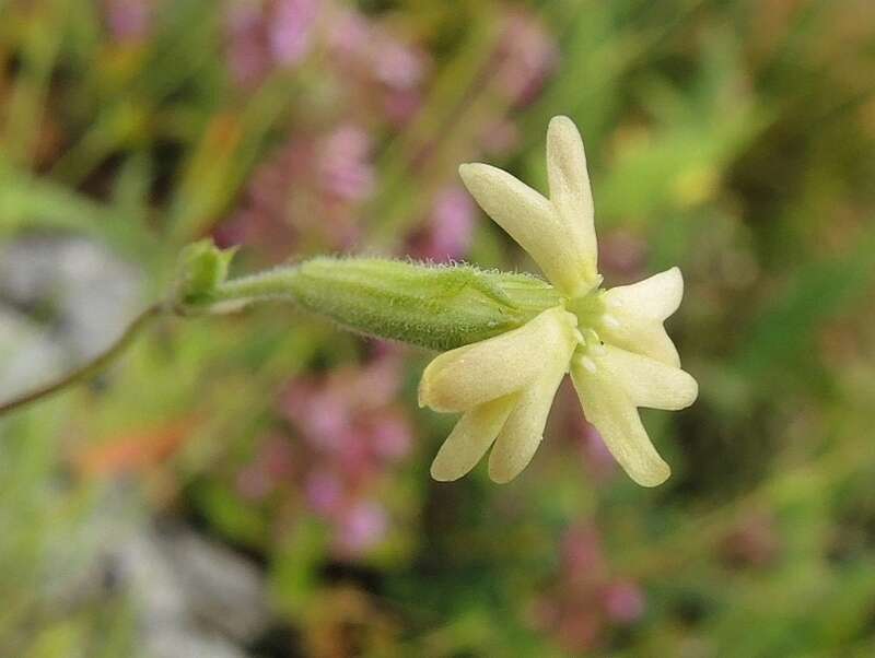 Image of Silene flavescens Waldst. & Kit.