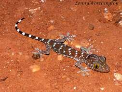 صورة Gekko gecko (Linnaeus 1758)