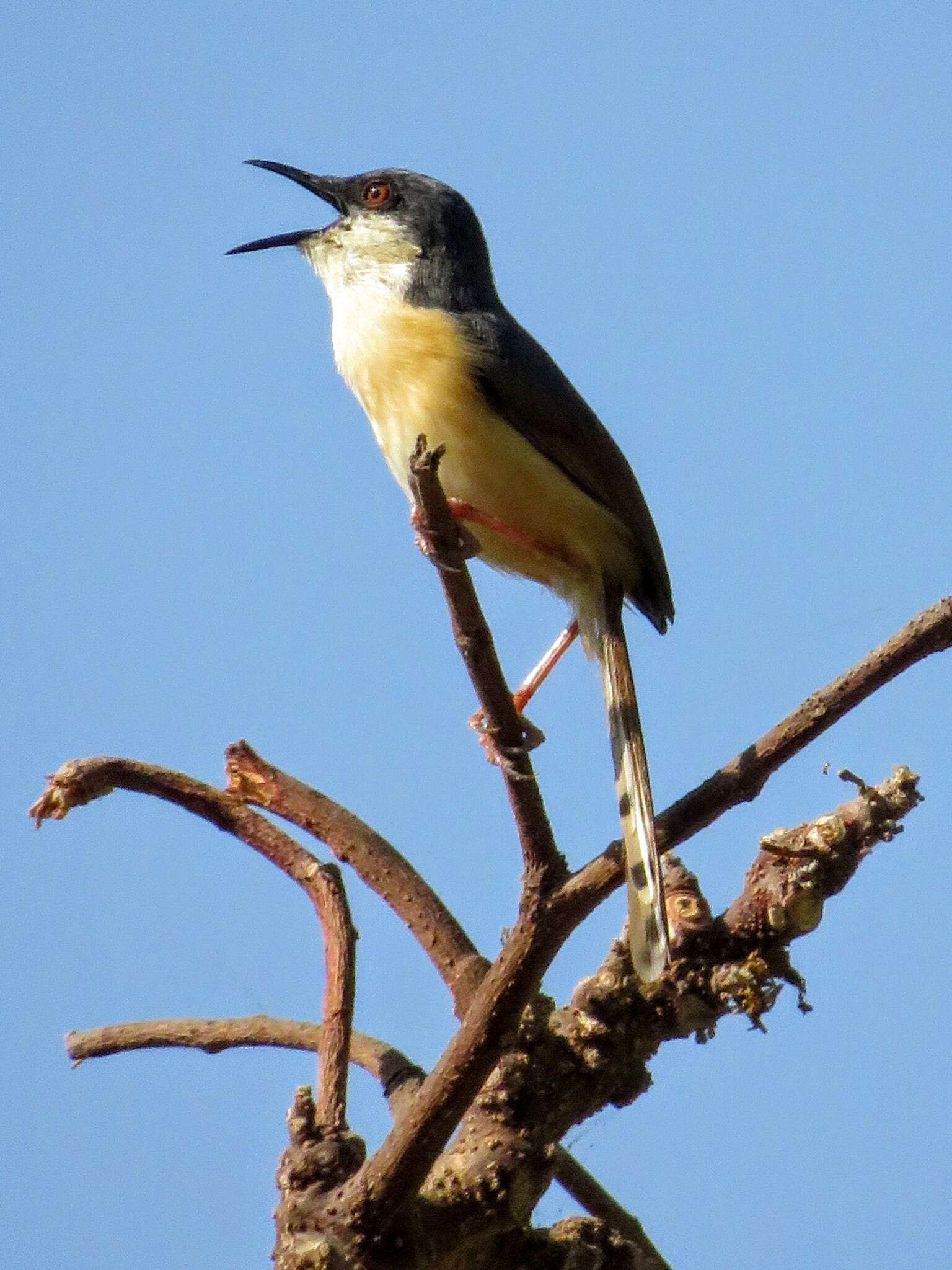 Image of Ashy Prinia