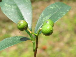 Image of Zanthoxylum ovalifolium Wight