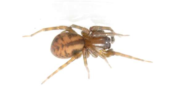 Image of Callobius bennetti (Blackwall 1846)