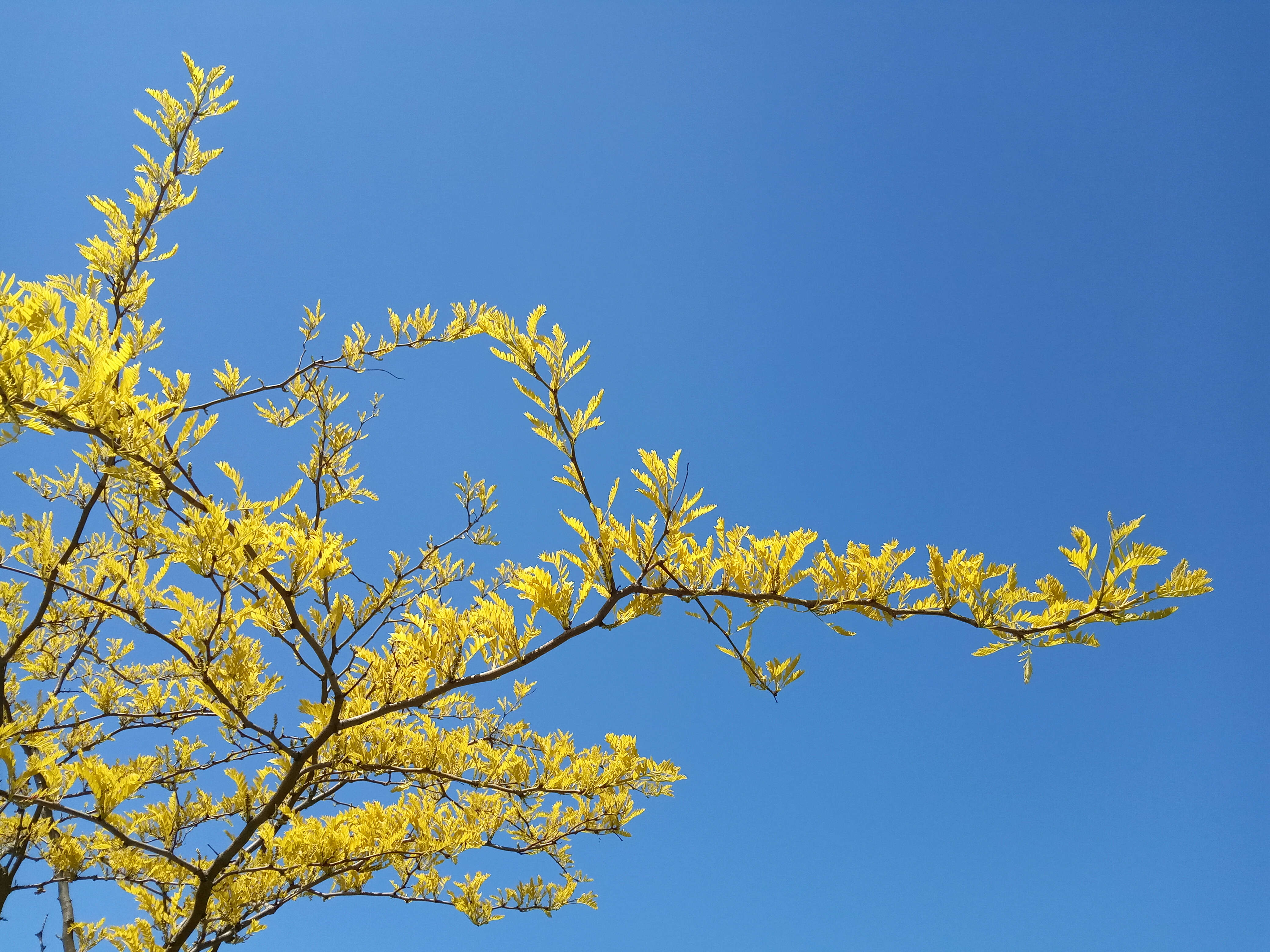 Plancia ëd Gleditsia triacanthos L.