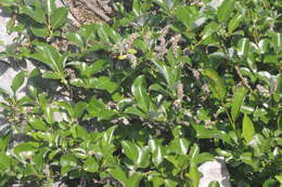 Image of Salix glabra Scop.