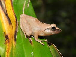 Image of Pseudophilautus amboli (Biju & Bossuyt 2009)