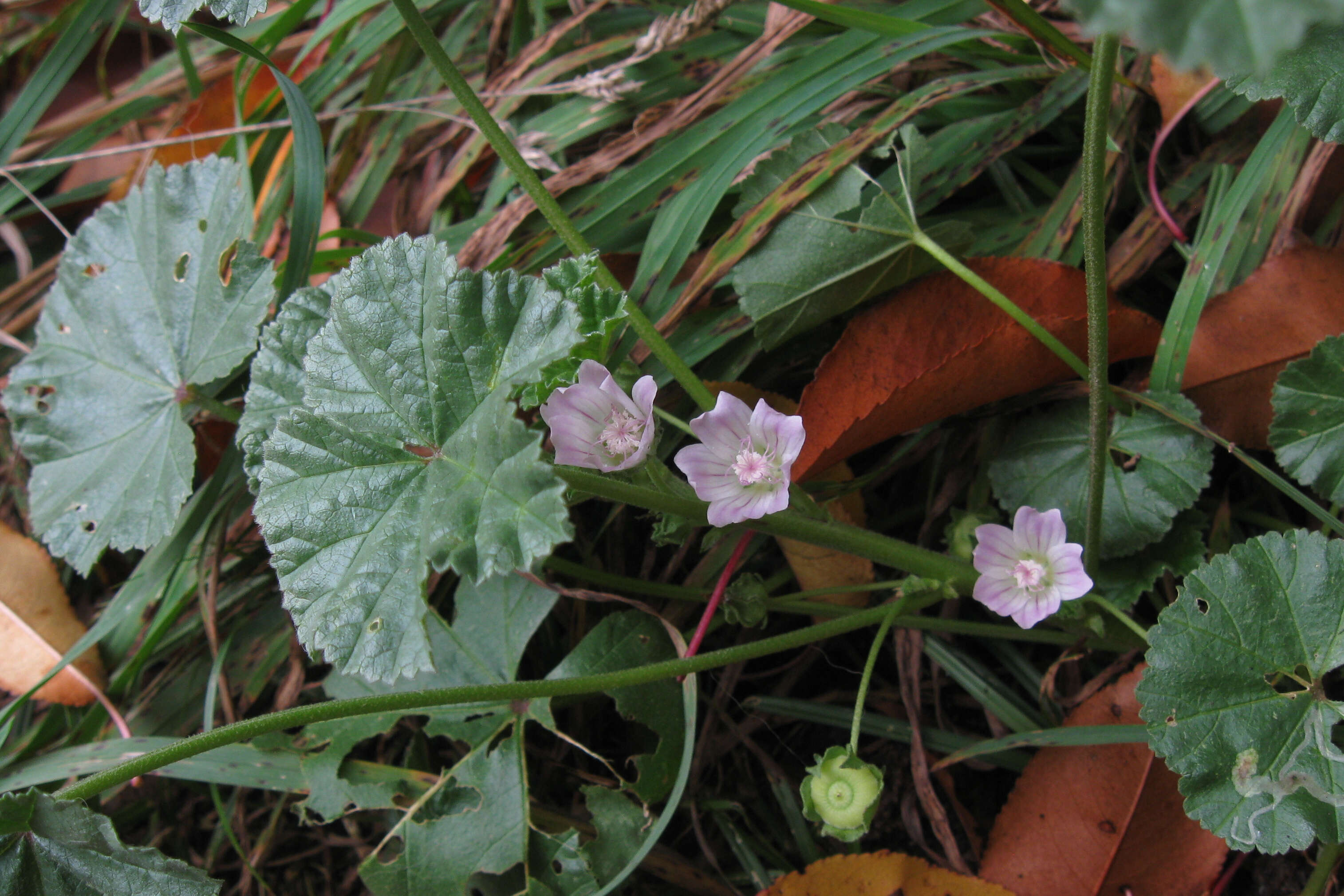 Image of common mallow