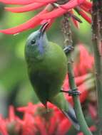 Image of Orange-bellied Leafbird