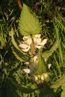 Image of white deadnettle