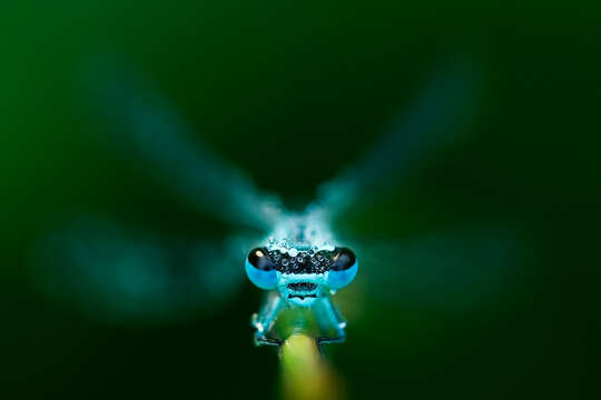 Image of Variable Bluet