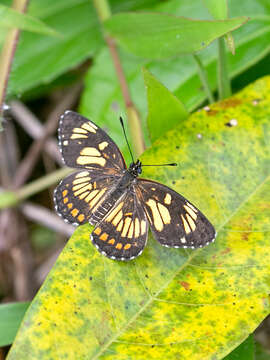 Image of Chlosyne theona