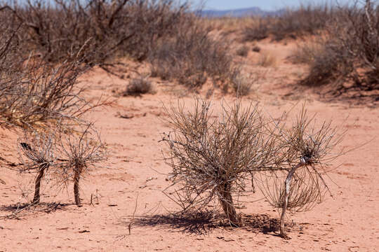 Image of Torrey Ephedra