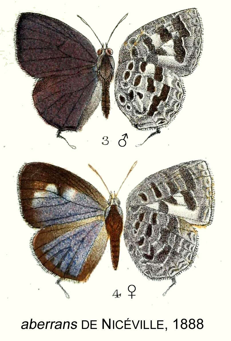 Image de Arhopala aberrans (De Nicéville (1889))