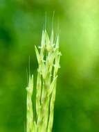 Image of small carpgrass