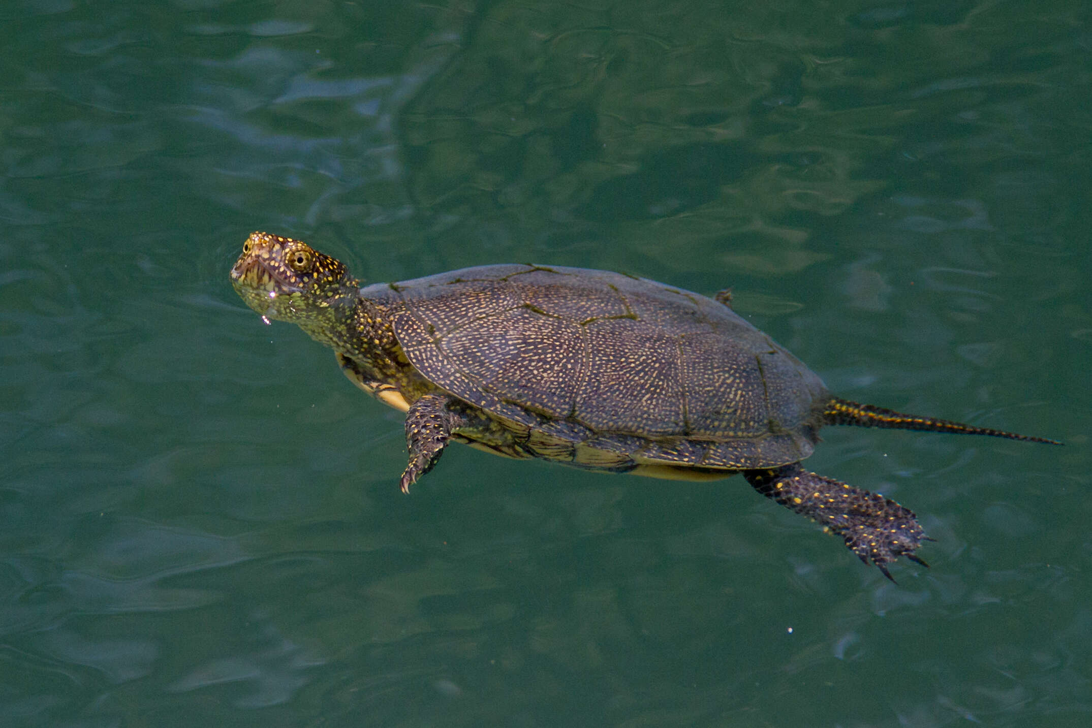 Image of European Pond Turtle