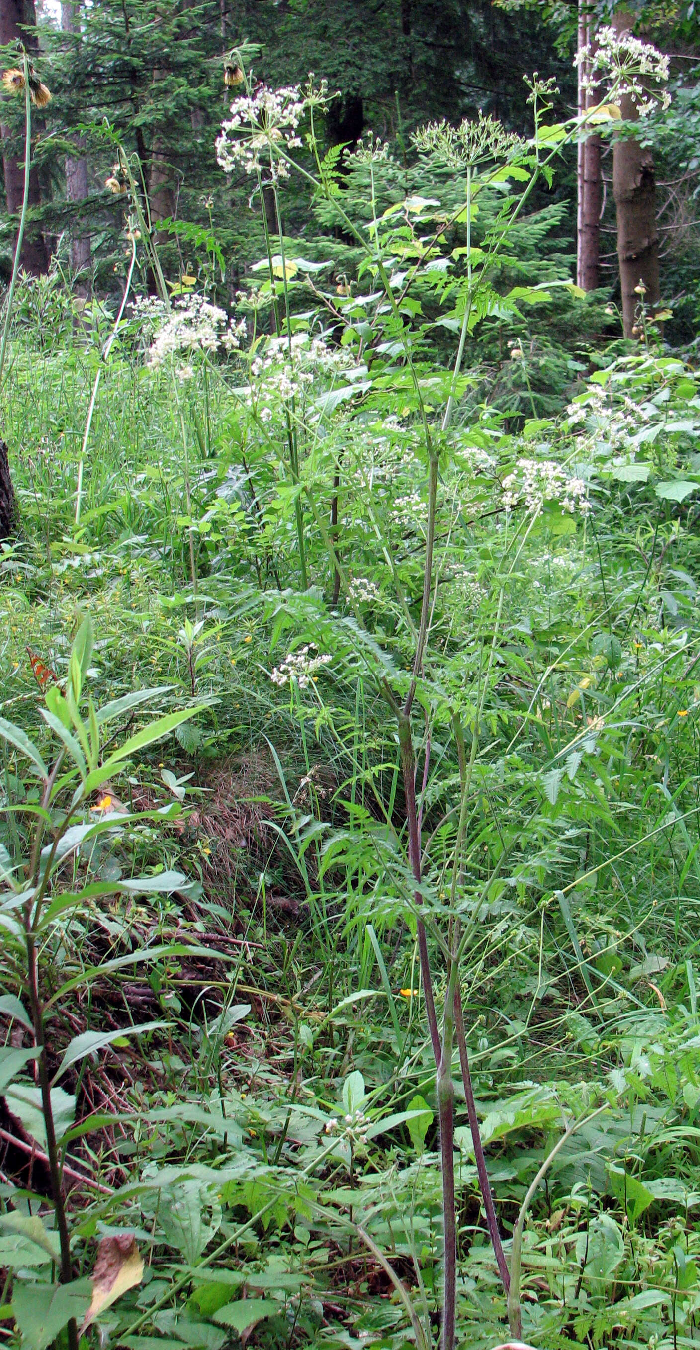 Image of Chaerophyllum aureum L.