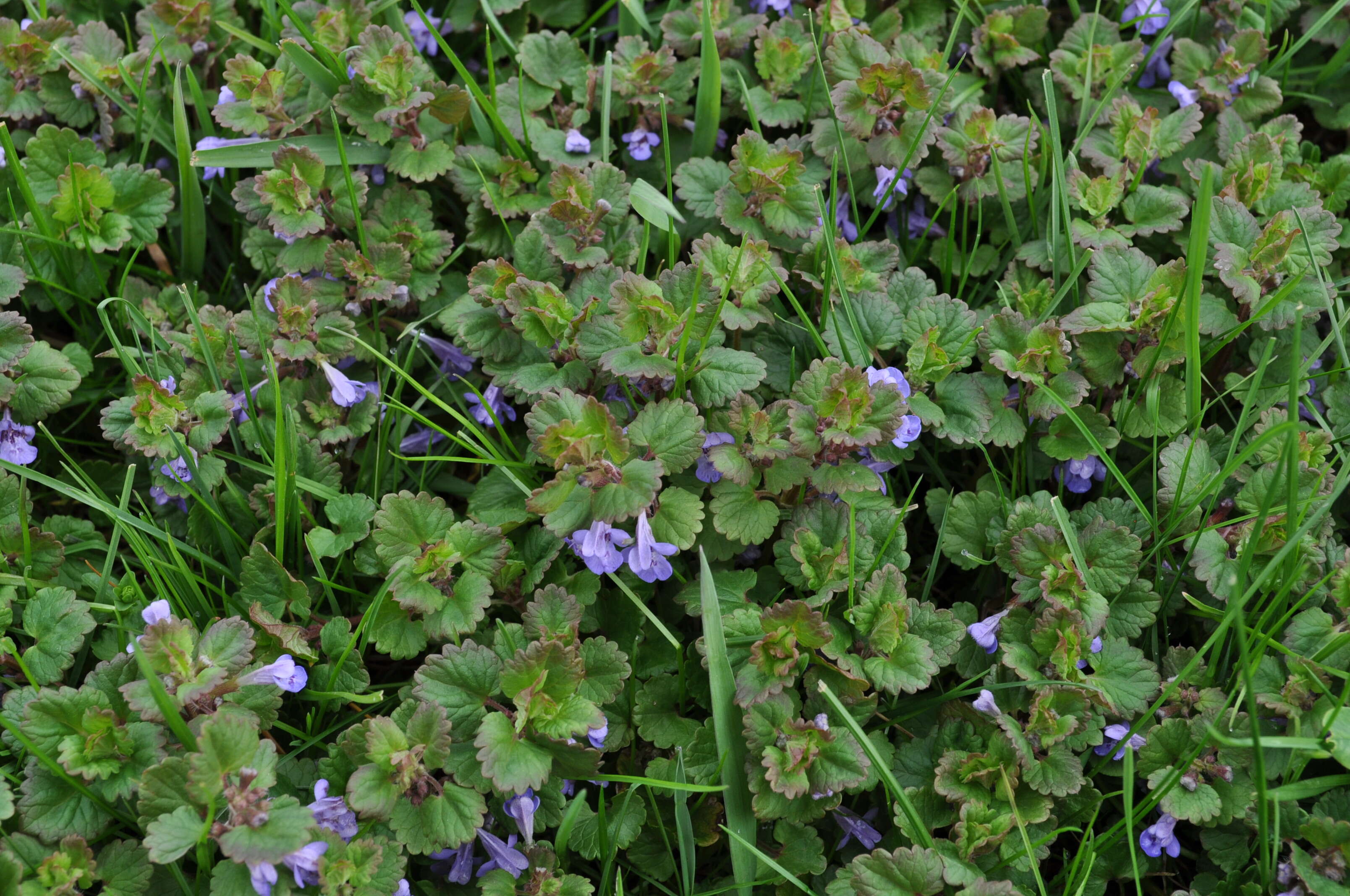 Image of Ground ivy