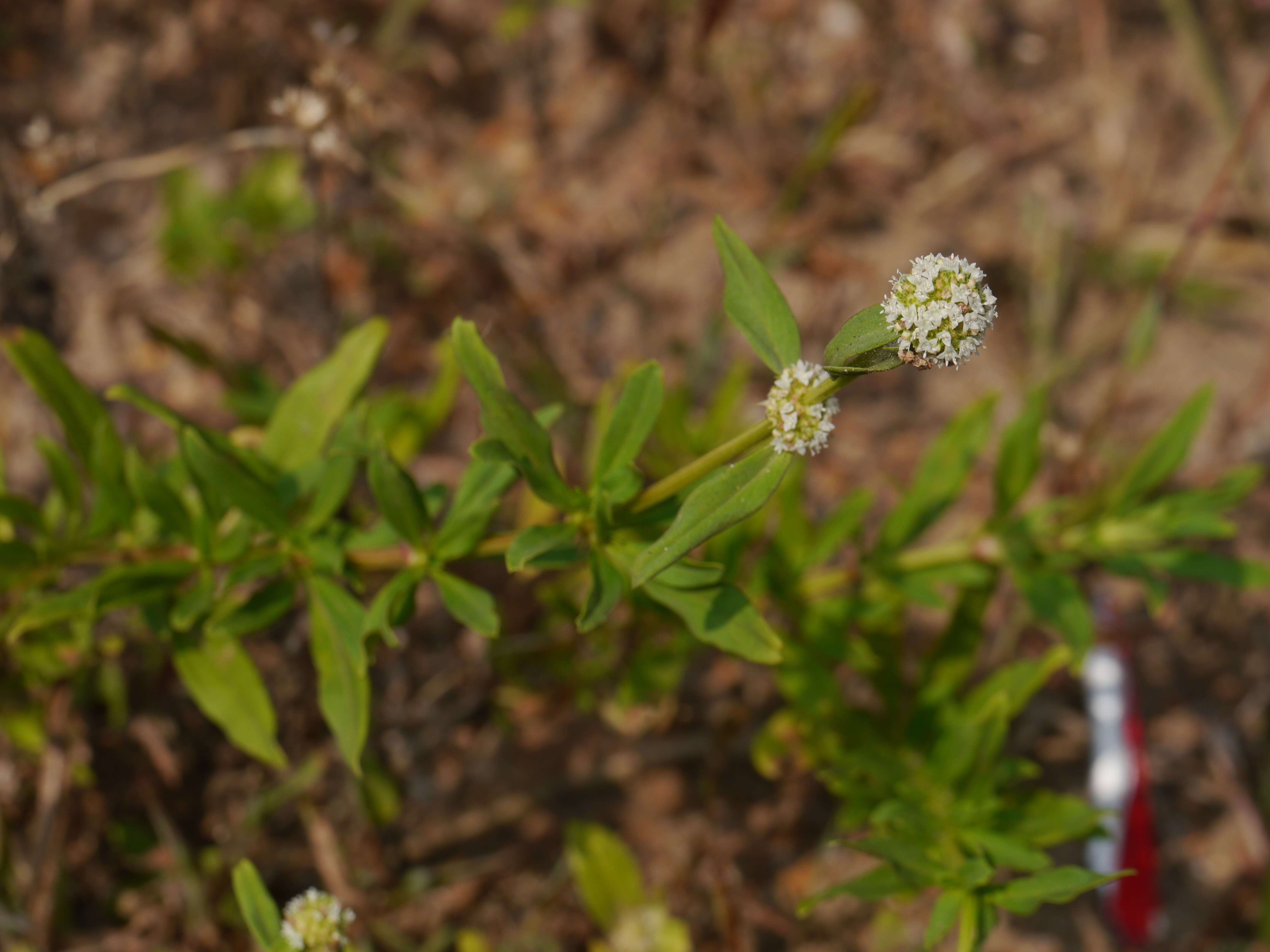 Image of shrubby false buttonweed