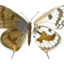 Image of Lepidochrysops reichenowi (Dewitz 1879)