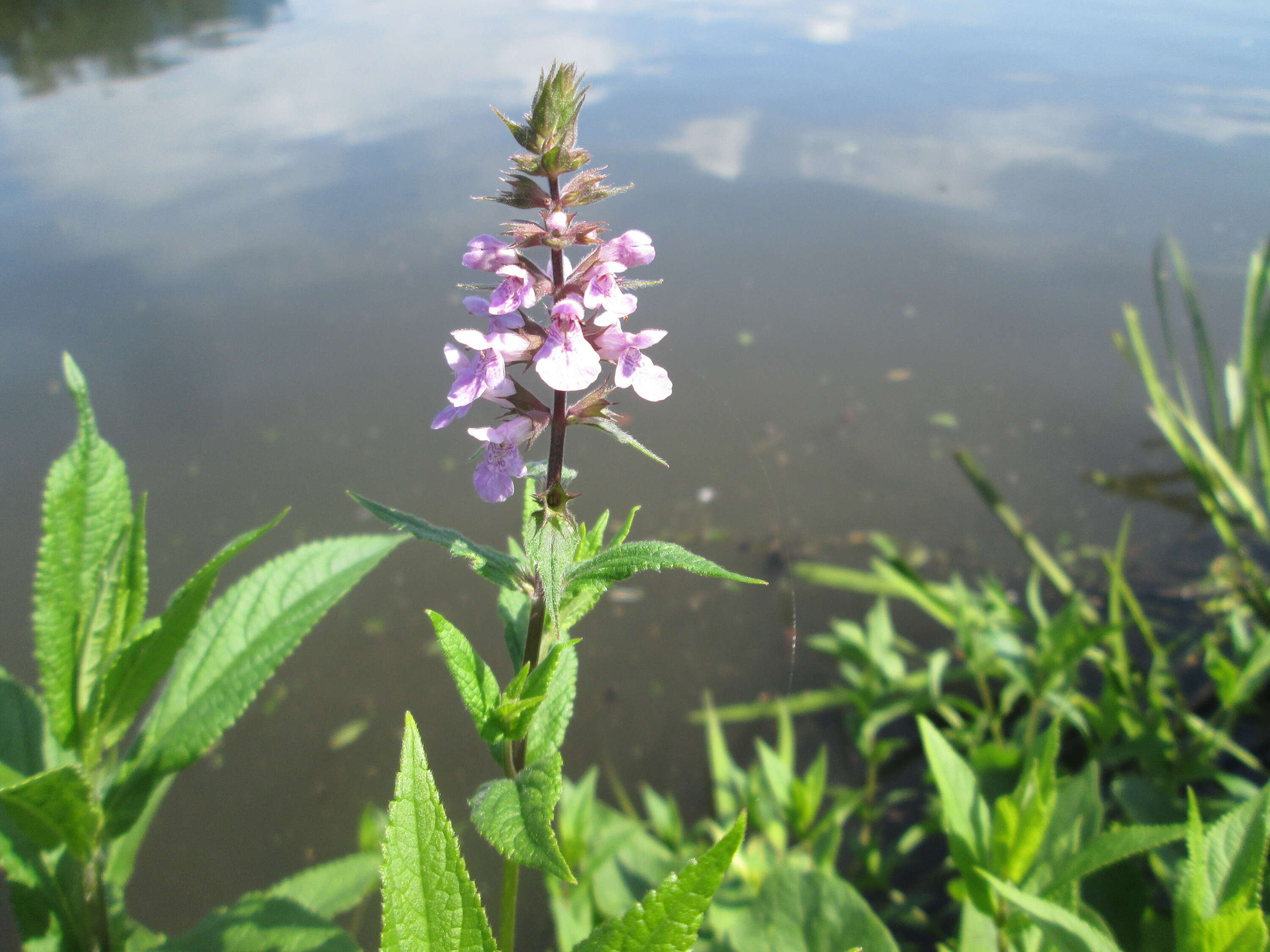 Image of Hedge-nettle