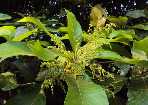 Plancia ëd Meliosma simplicifolia (Roxb.) Walp.