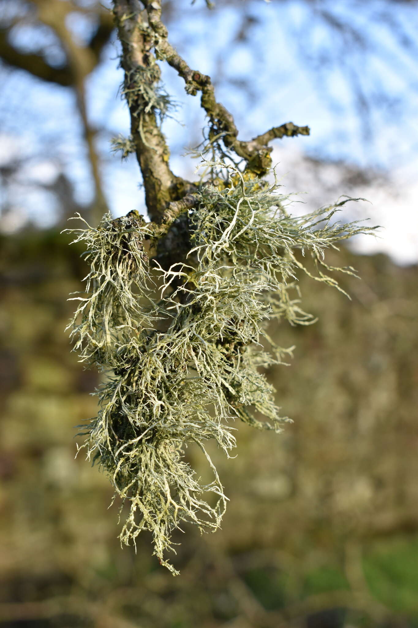 Image of farinose cartilage lichen