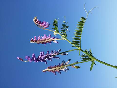 Image of bird vetch