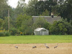 Image of Common Crane