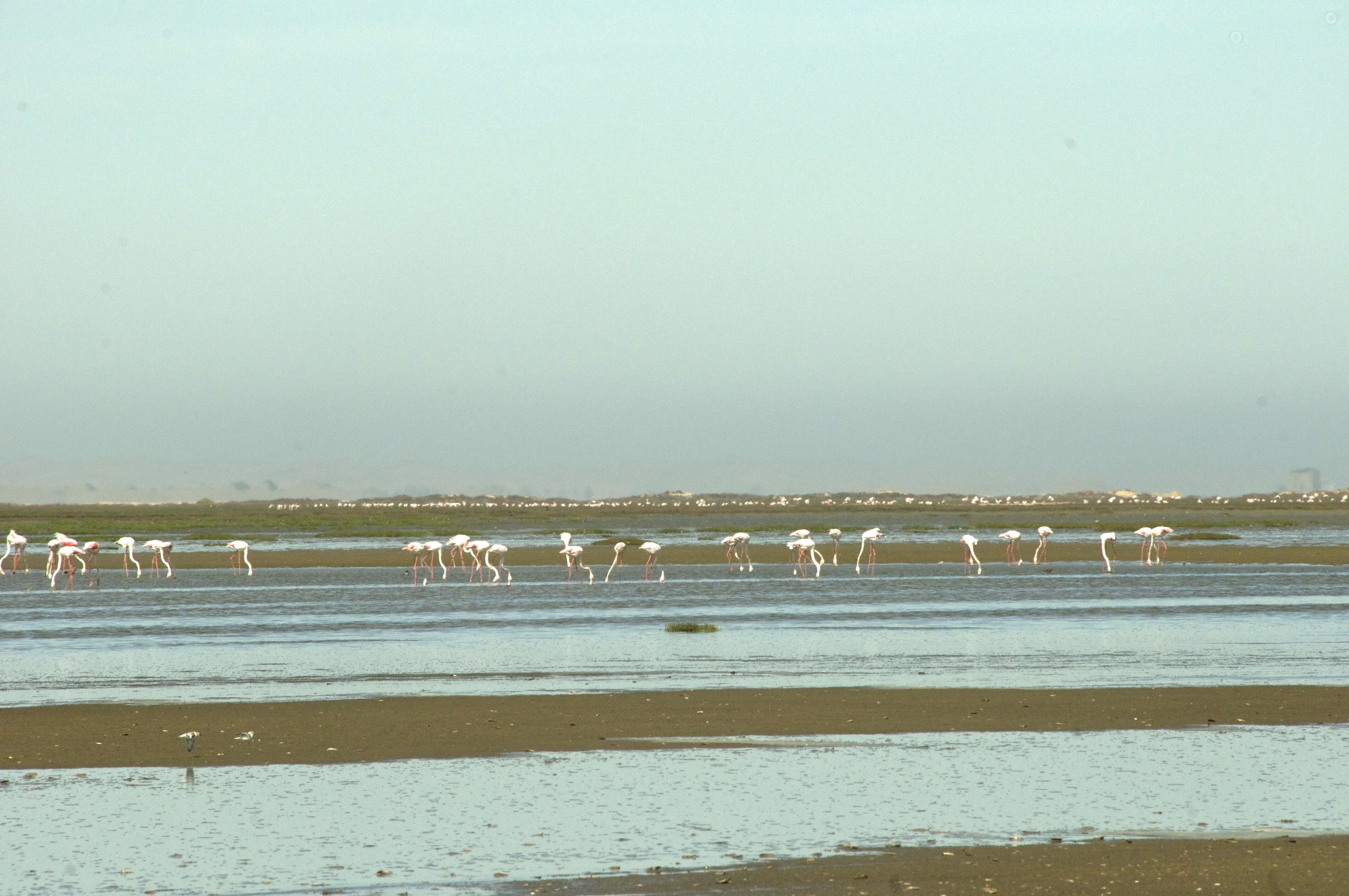 Imagem de Phoenicopterus roseus Pallas 1811