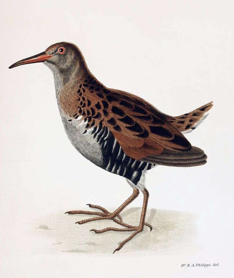 Image of Austral Rail