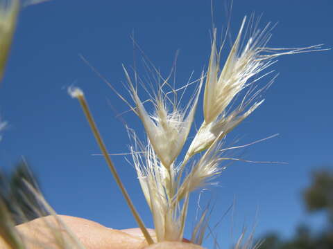 صورة Rytidosperma caespitosum (Gaudich.) Connor & Edgar