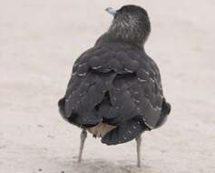 Image of Arctic Skua