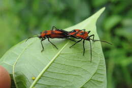 Image of Marsdenia volubilis (L. fil.) Cooke