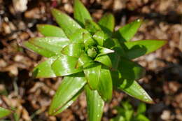 Image of Henry's lily