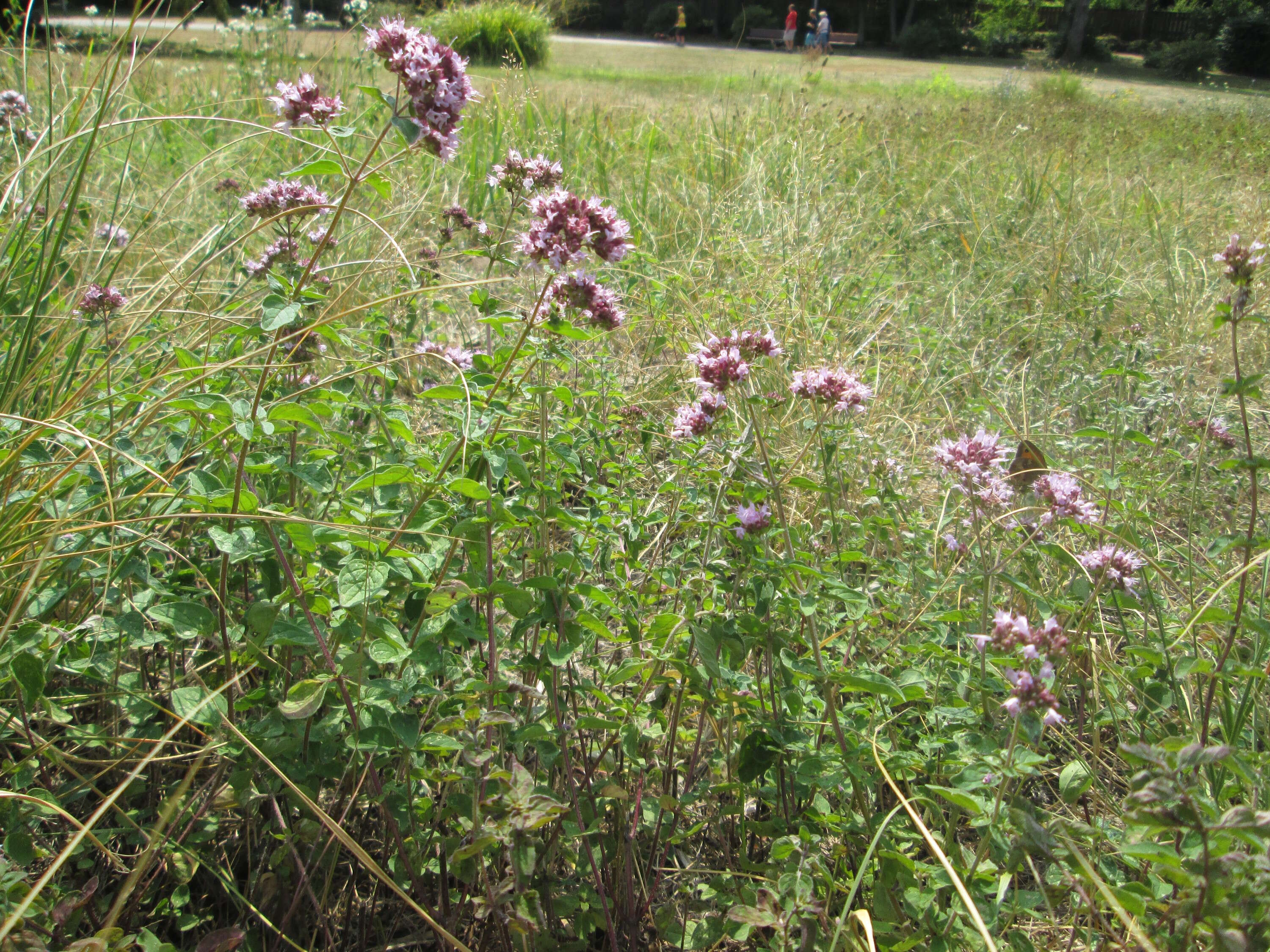 Image of oregano